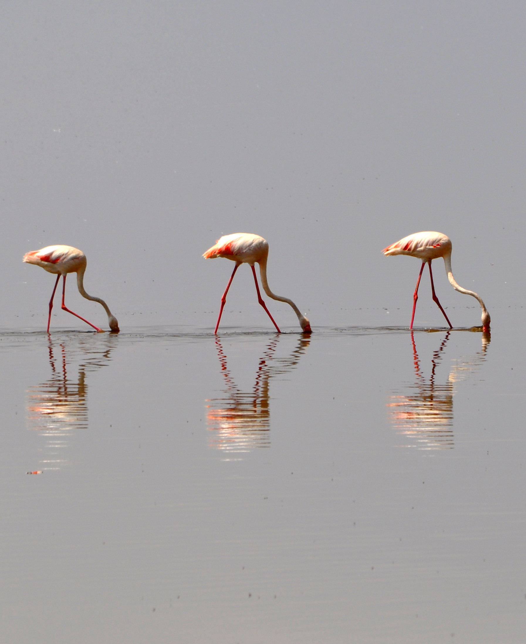 Biology Trip to Tanzania - July 2015